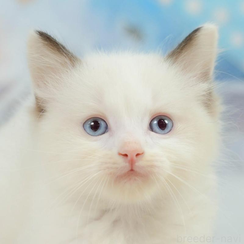 販売中の神奈川県のラグドール-138616