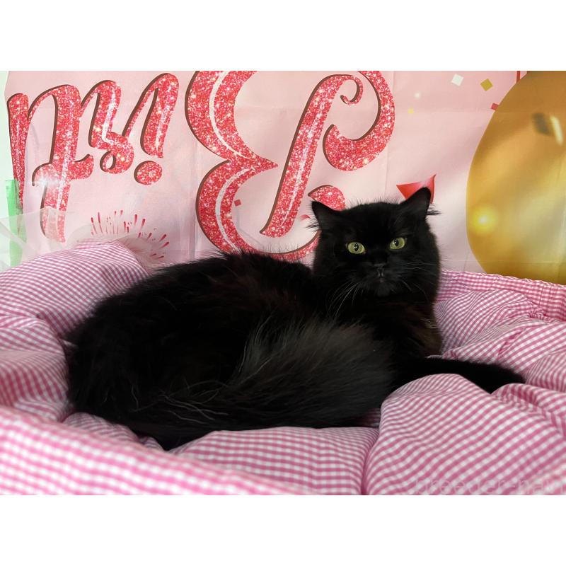 ののサイベリアン-