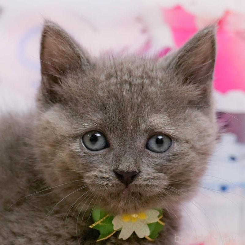 販売中の神奈川県のマンチカン-138620