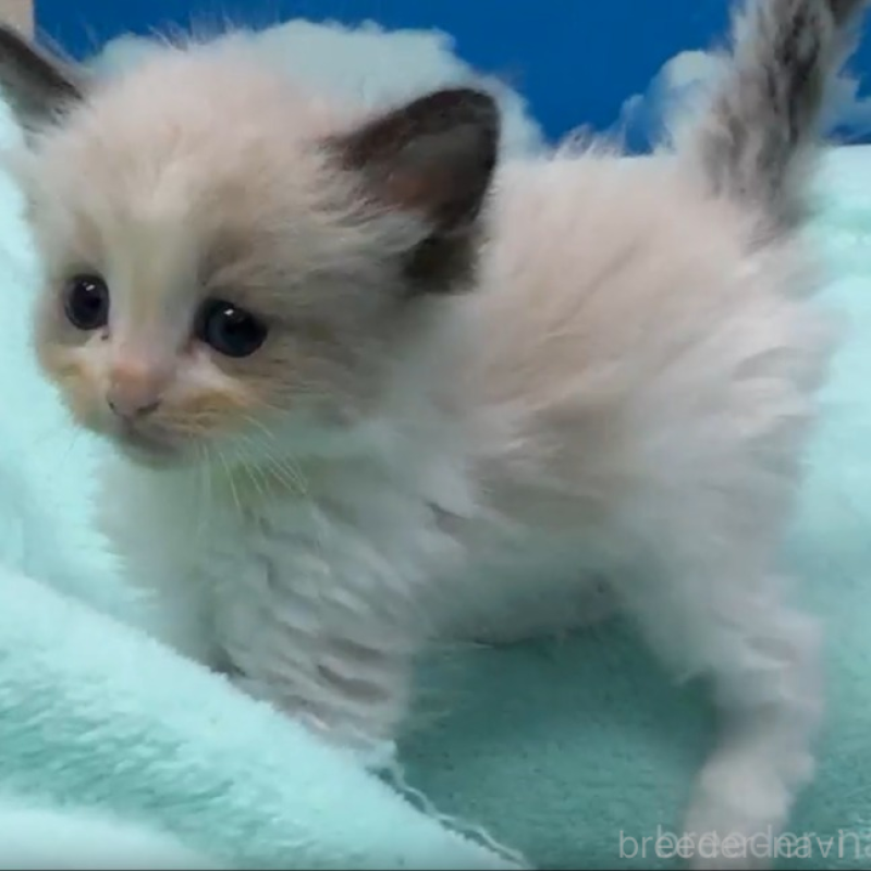 販売中の埼玉県のラグドール-138621の2枚目