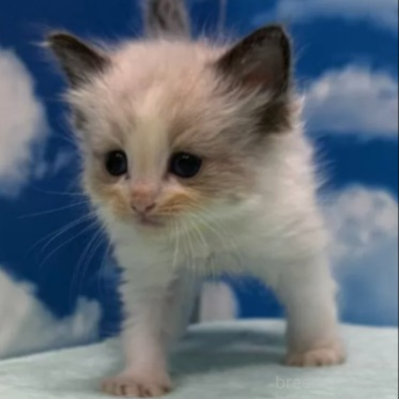 販売中の埼玉県のラグドール-138621