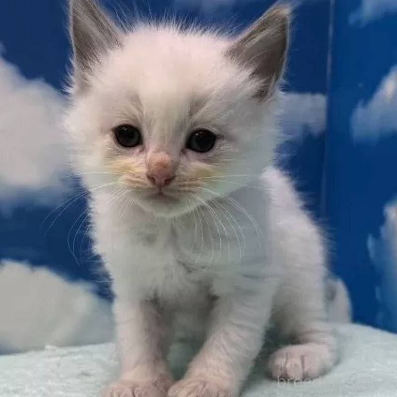 販売中の埼玉県のラグドール-138622