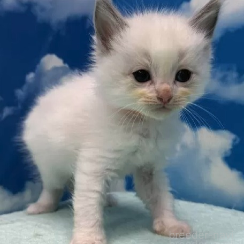 販売中の埼玉県のラグドール-138622の2枚目