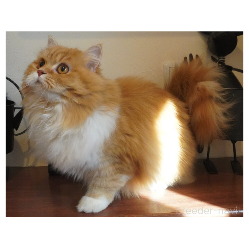 販売中の茨城県のスコティッシュフォールド-138623の5枚目