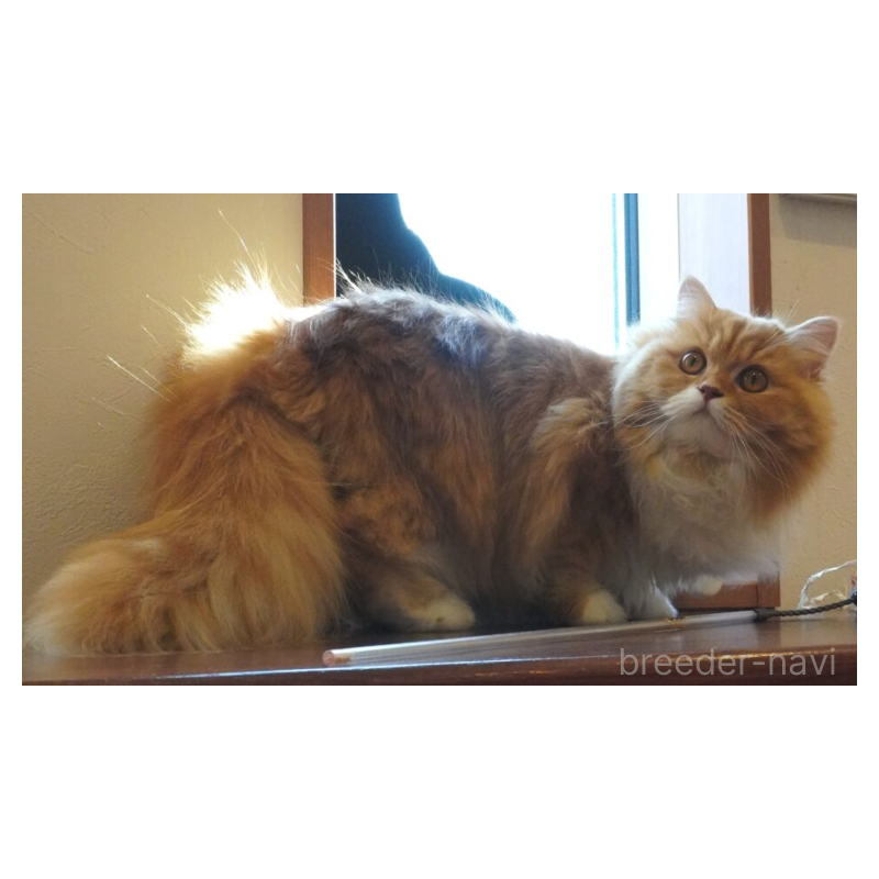 販売中の茨城県のスコティッシュフォールド-138623の4枚目