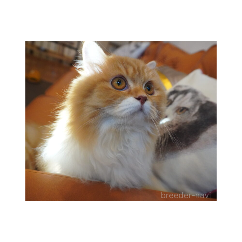 販売中の茨城県のスコティッシュフォールド-138623の3枚目