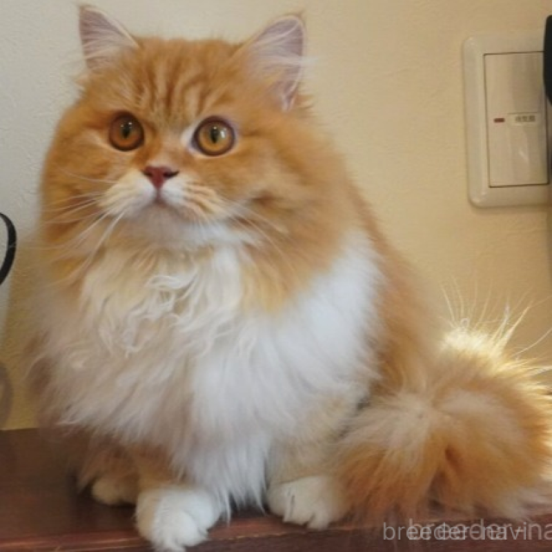 販売中の茨城県のスコティッシュフォールド-138623