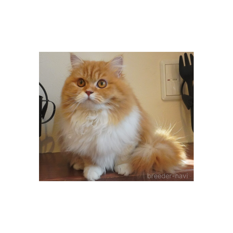 販売中の茨城県のスコティッシュフォールド-138623の2枚目