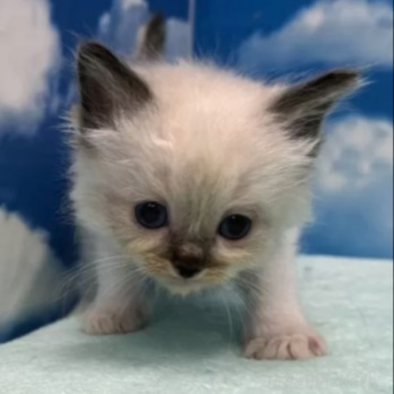 販売中の埼玉県のラグドール-138624の2枚目