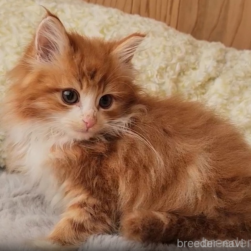 販売中の奈良県のメインクーン-138625