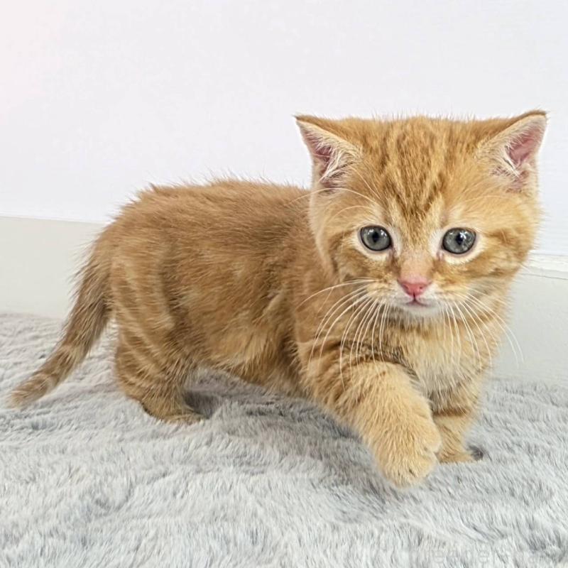 販売中の茨城県のマンチカン(短足)-138626の5枚目