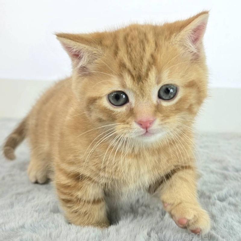 販売中の茨城県のマンチカン(短足)-138626の4枚目