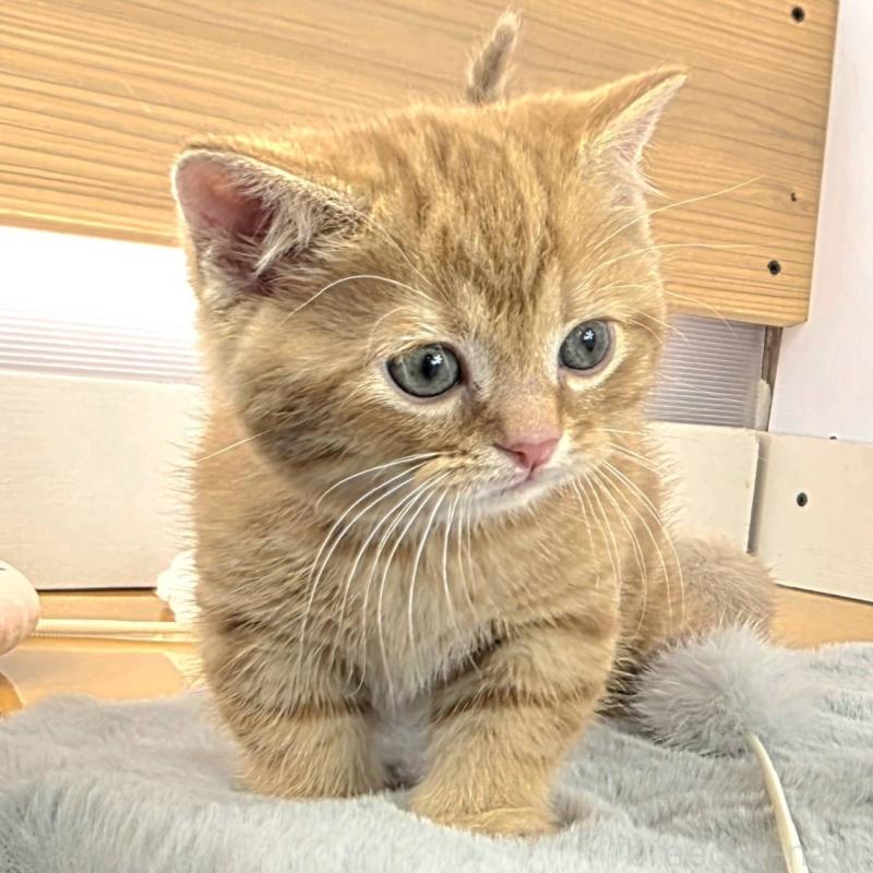 販売中の茨城県のマンチカン(短足)-138626の2枚目