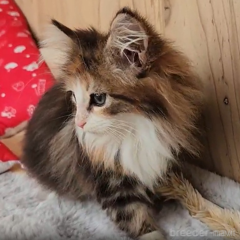 販売中の奈良県のメインクーン-138627の2枚目