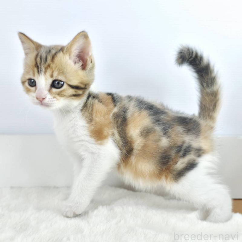 販売中の茨城県のマンチカン-138628の5枚目