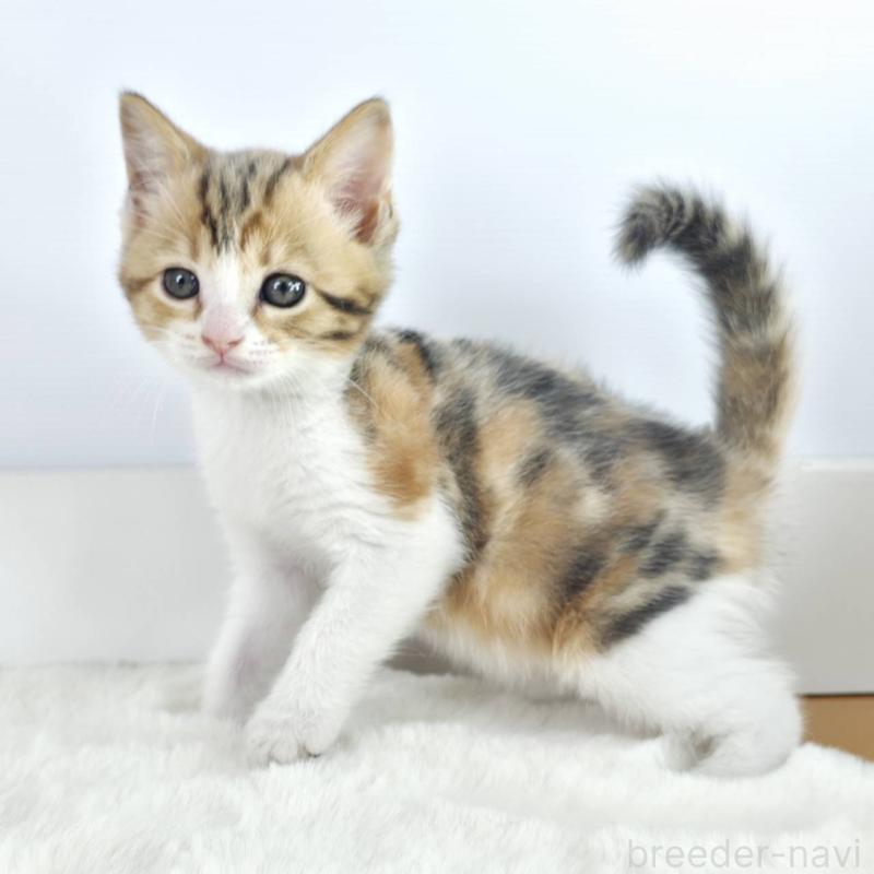 販売中の茨城県のマンチカン-138628の4枚目