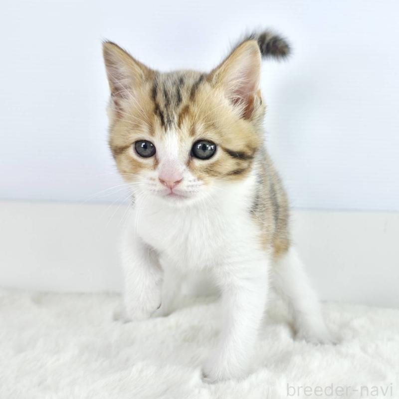 販売中の茨城県のマンチカン-138628の3枚目