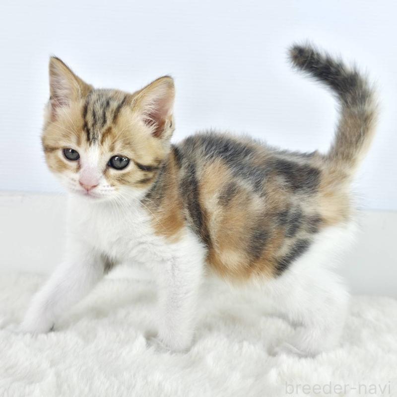 販売中の茨城県のマンチカン-138628の2枚目