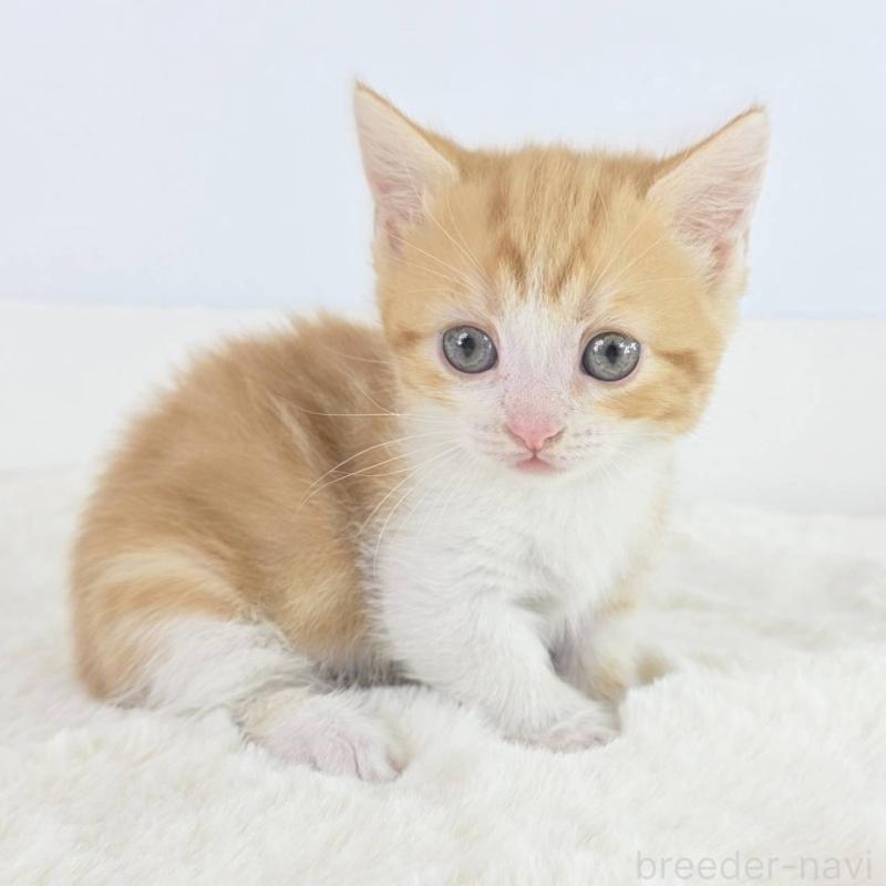 販売中の茨城県のマンチカン(短足)-138629の5枚目