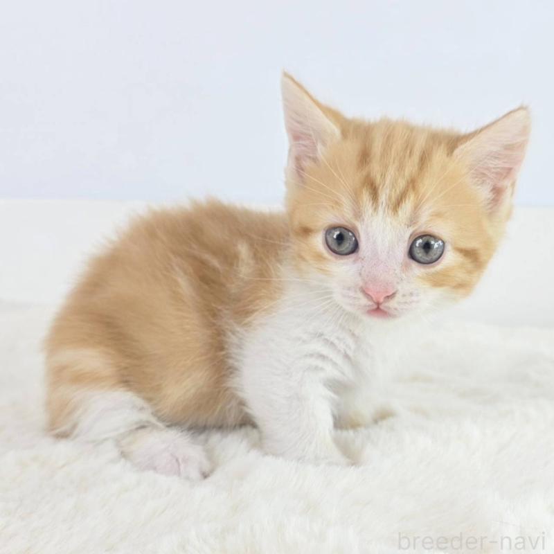 販売中の茨城県のマンチカン(短足)-138629の4枚目