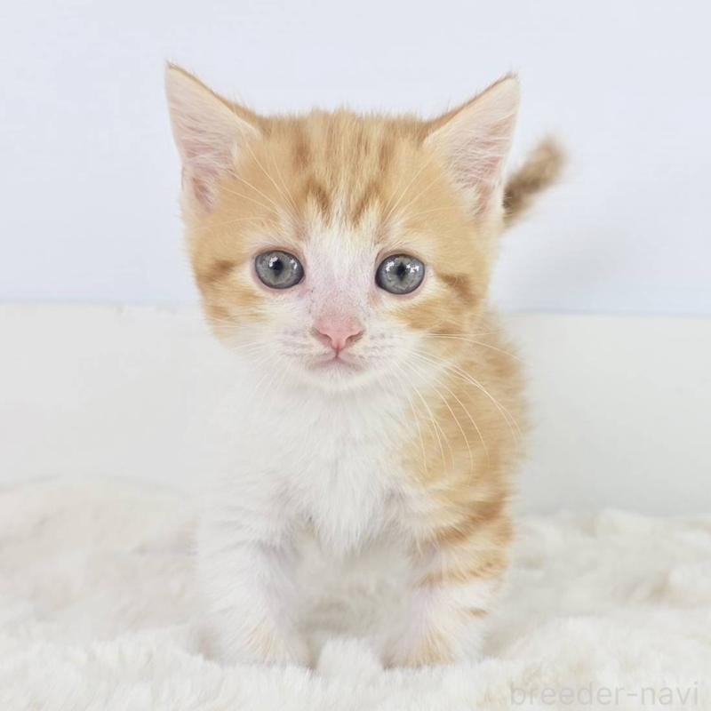 販売中の茨城県のマンチカン(短足)-138629の2枚目