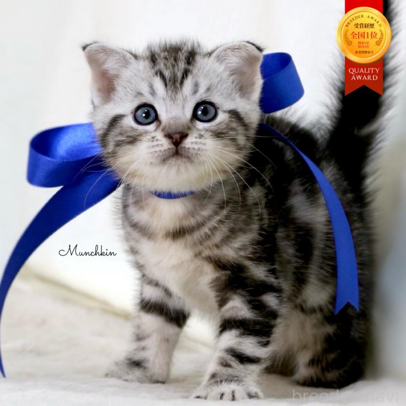 販売中の栃木県のマンチカン-137608