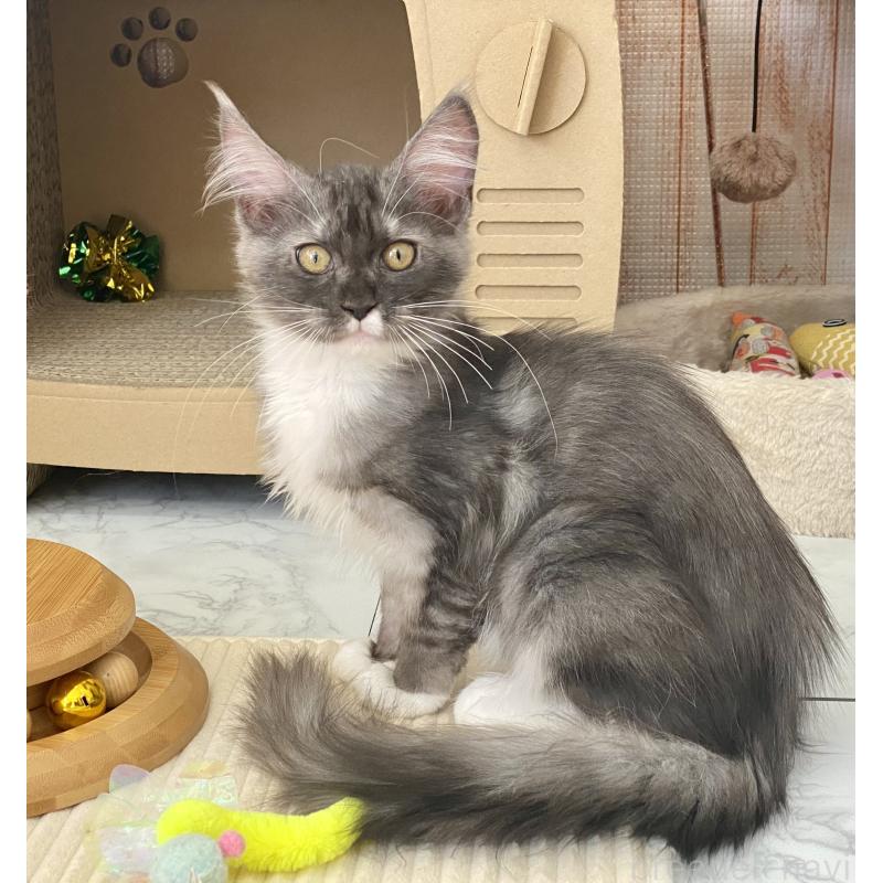 販売中の栃木県のメインクーン-133218の4枚目