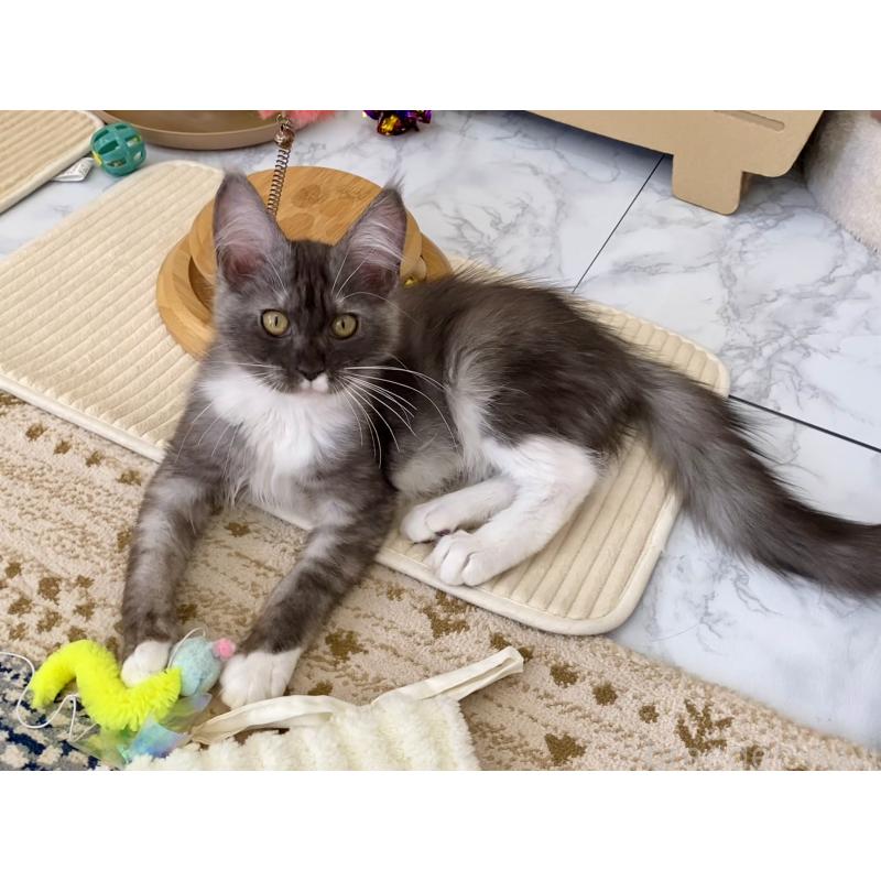 販売中の栃木県のメインクーン-133218の3枚目