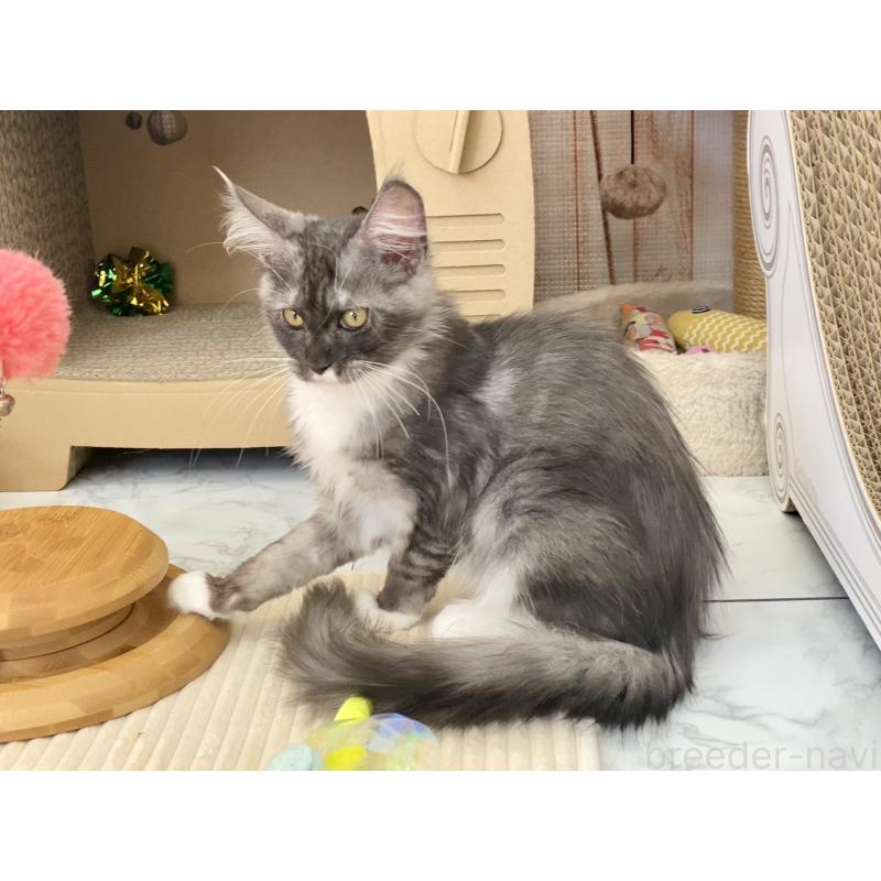 販売中の栃木県のメインクーン-133218の2枚目