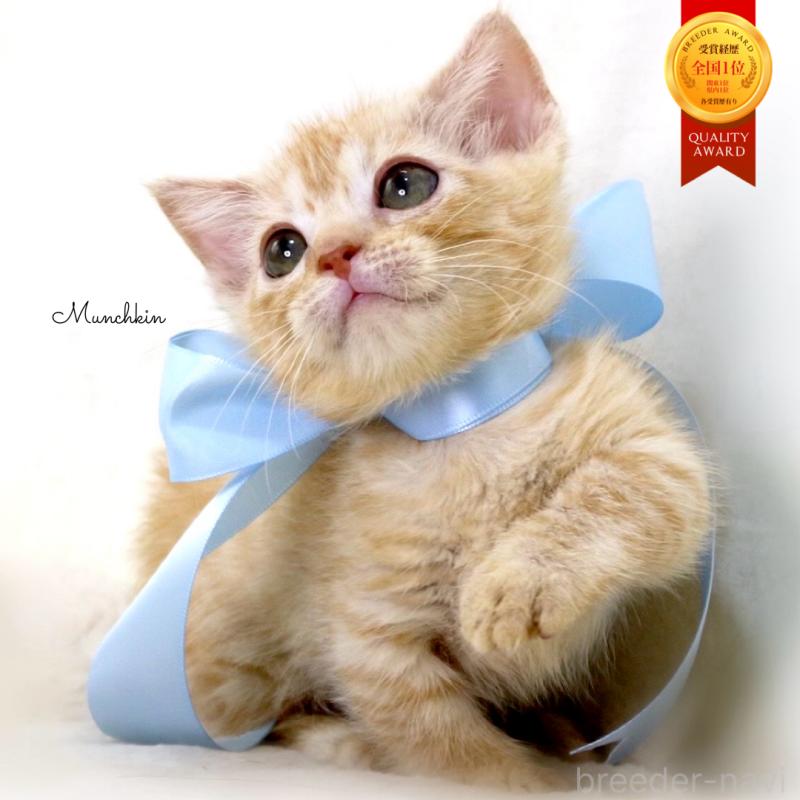 販売中の栃木県のマンチカン(短足)-138630の1枚目