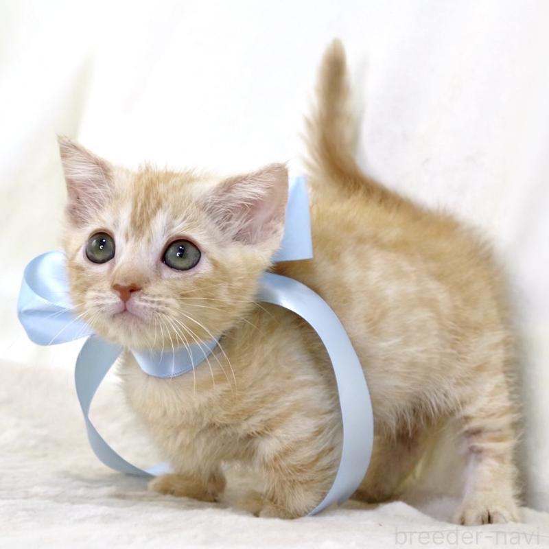 販売中の栃木県のマンチカン(短足)-138630の10枚目