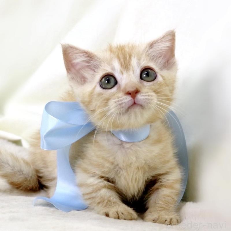 販売中の栃木県のマンチカン(短足)-138630の9枚目