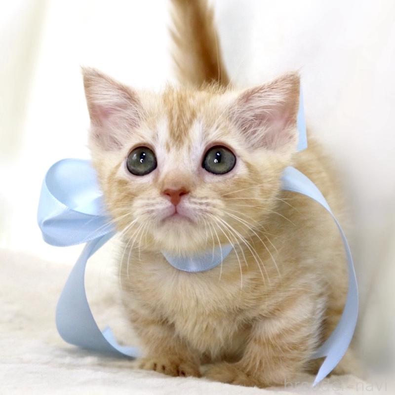 販売中の栃木県のマンチカン(短足)-138630の8枚目