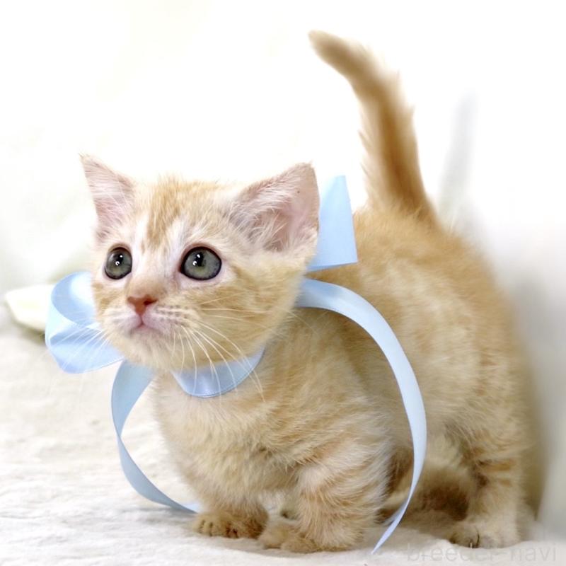 販売中の栃木県のマンチカン(短足)-138630の7枚目