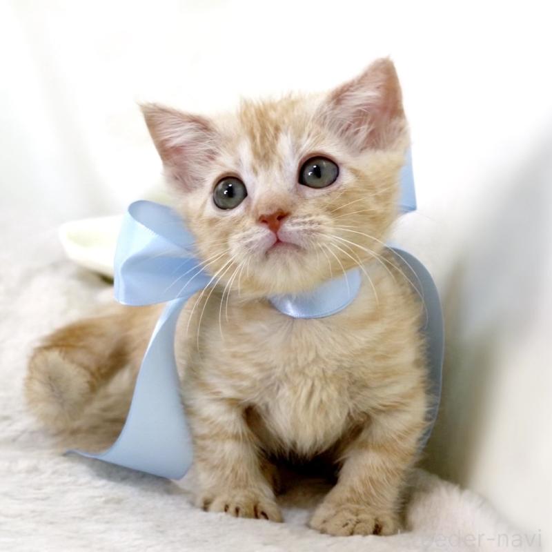 販売中の栃木県のマンチカン(短足)-138630の6枚目