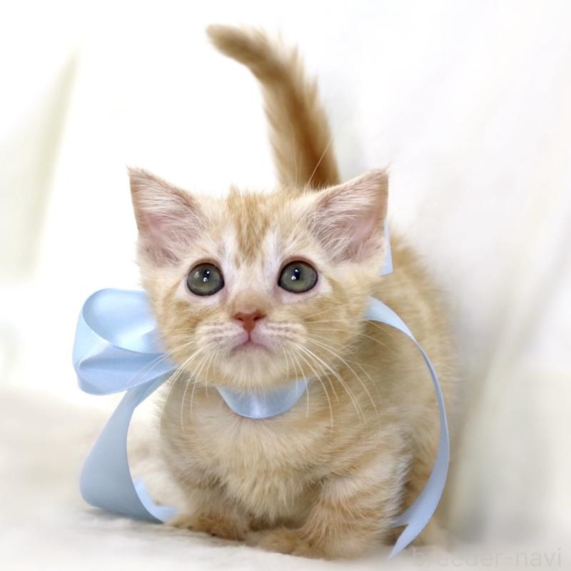 販売中の栃木県のマンチカン(短足)-138630の5枚目