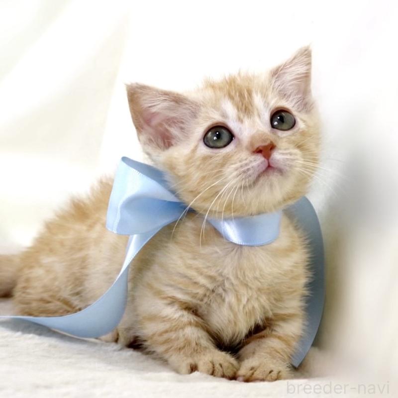 販売中の栃木県のマンチカン(短足)-138630の4枚目