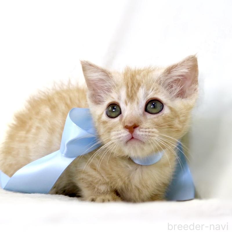 販売中の栃木県のマンチカン(短足)-138630の3枚目