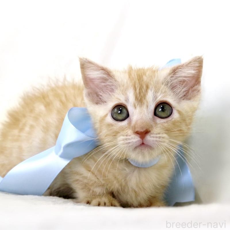 販売中の栃木県のマンチカン(短足)-138630の2枚目