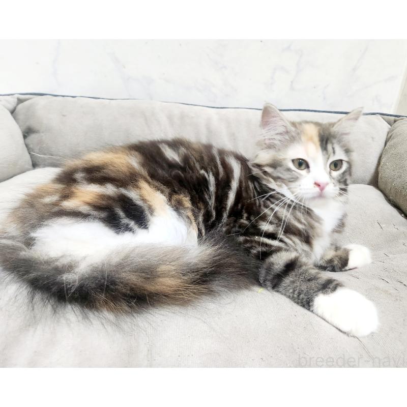 販売中の北海道のノルウェージャンフォレストキャット-138524の9枚目