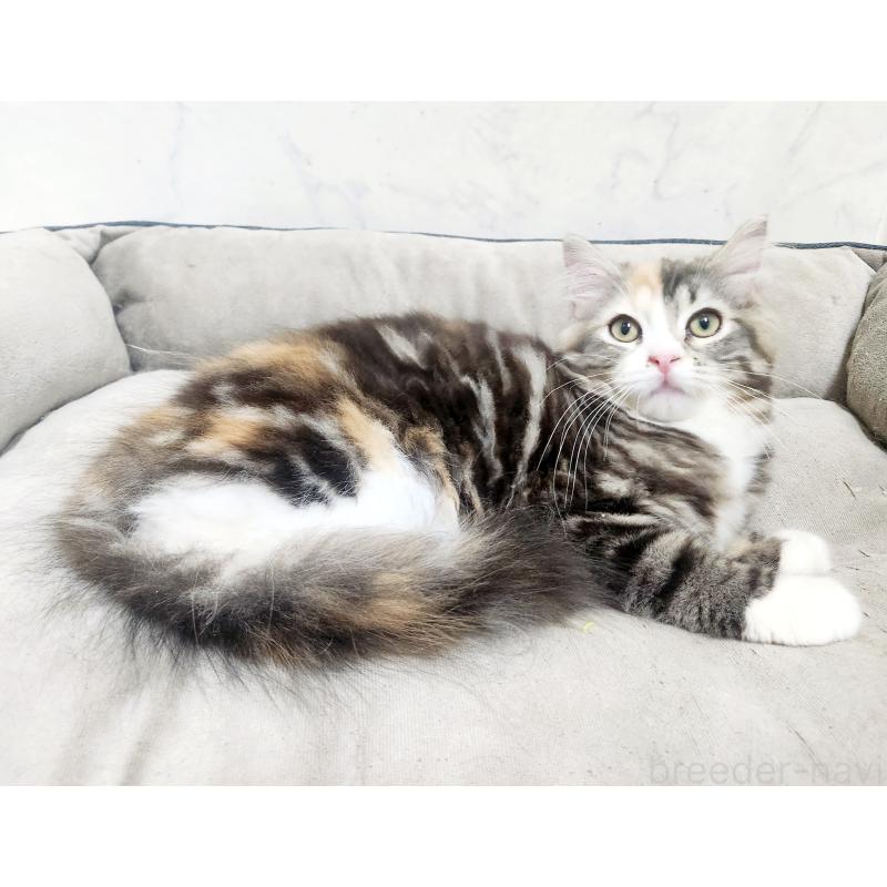 販売中の北海道のノルウェージャンフォレストキャット-138524の8枚目