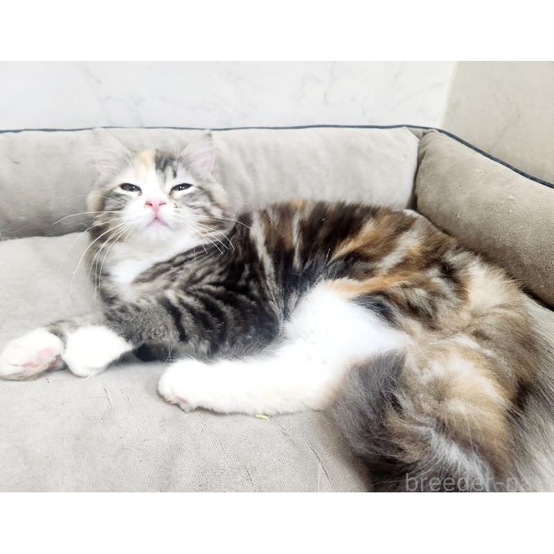 販売中の北海道のノルウェージャンフォレストキャット-138524の7枚目