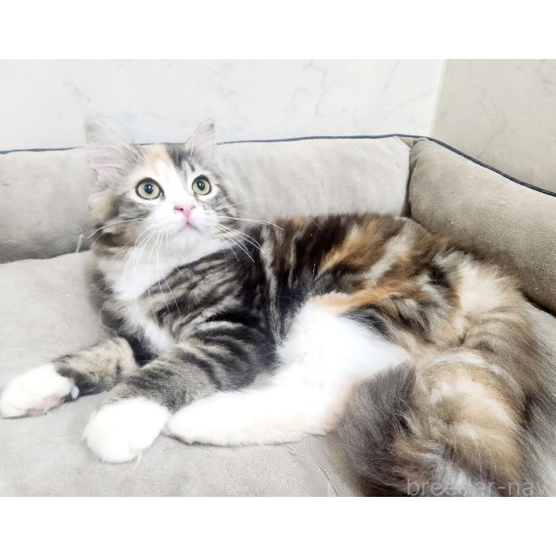 販売中の北海道のノルウェージャンフォレストキャット-138524の6枚目