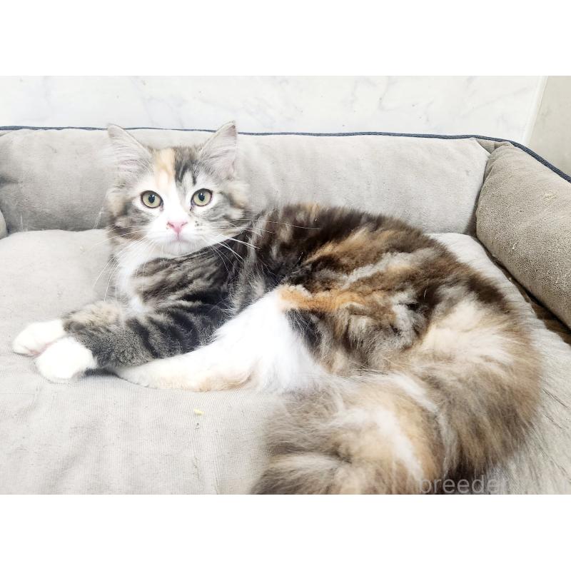 販売中の北海道のノルウェージャンフォレストキャット-138524の3枚目