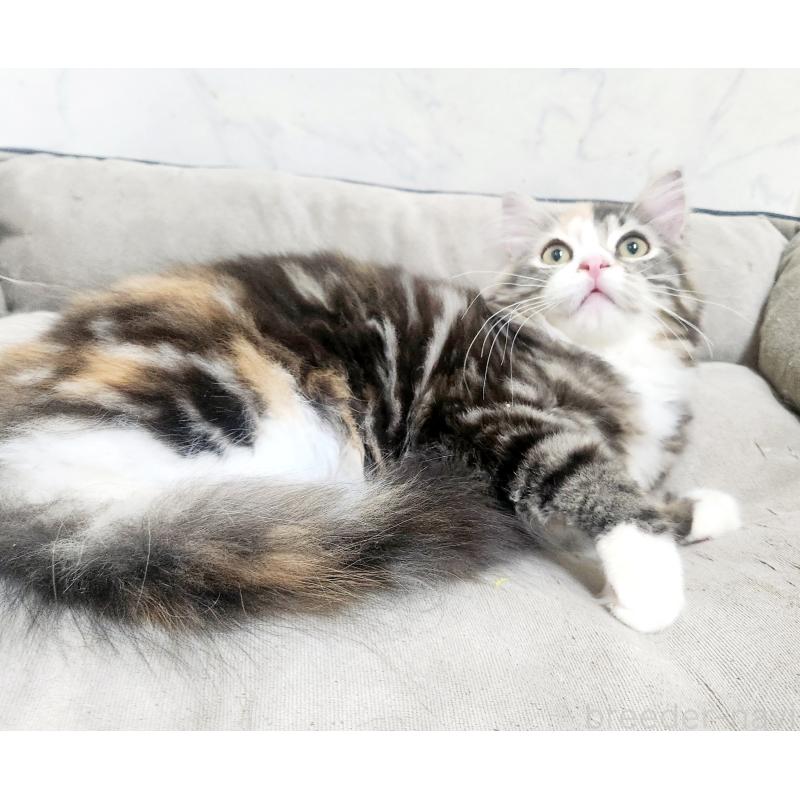 販売中の北海道のノルウェージャンフォレストキャット-138524の2枚目