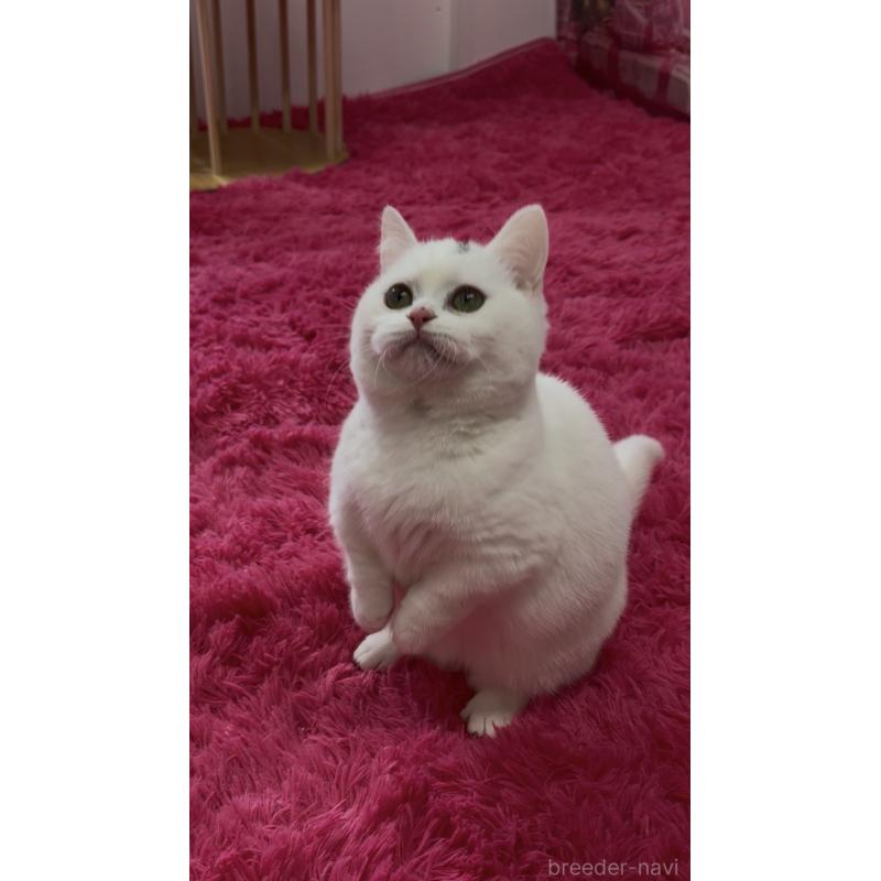 販売中の千葉県のマンチカン-138435