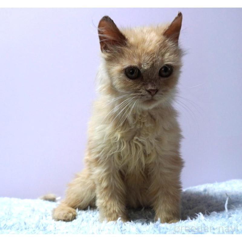 成約済の群馬県のミヌエット-129754の4枚目