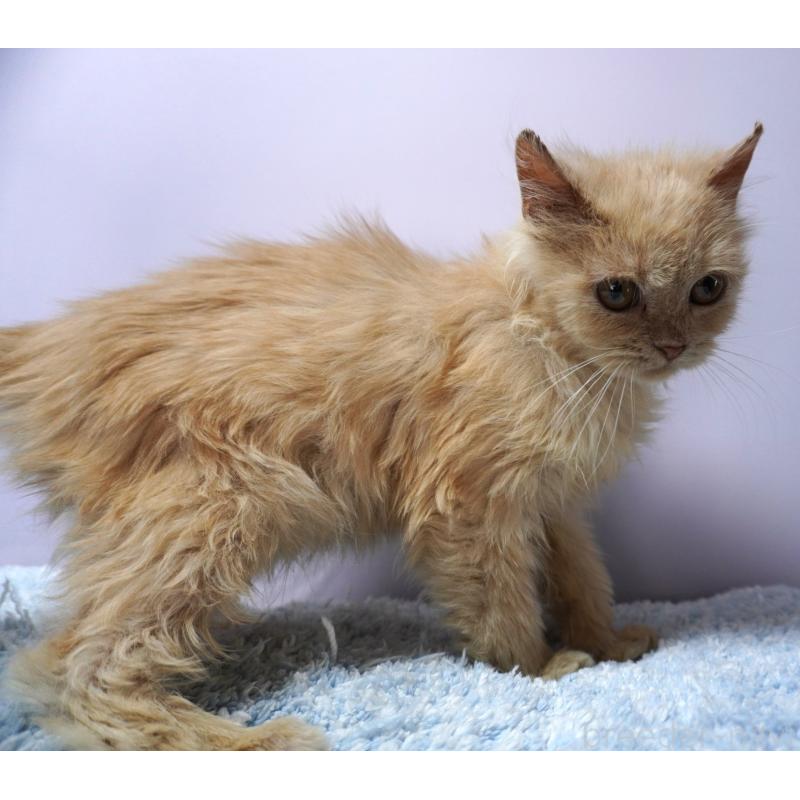 成約済の群馬県のミヌエット-129754の2枚目