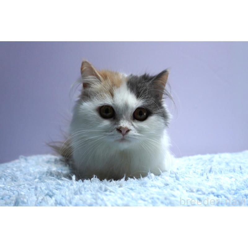 販売中の群馬県のミヌエット(短足)-129753の4枚目