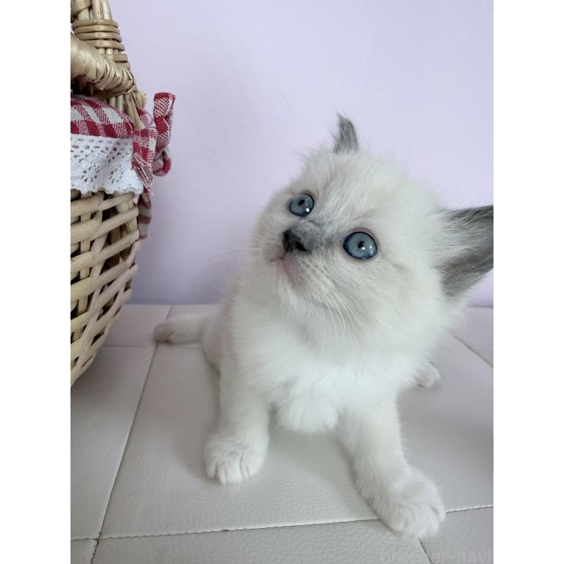 販売中の千葉県のラグドール-138631の7枚目